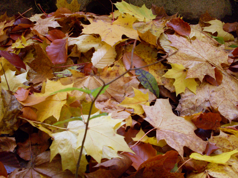 Herbstblaetter - Herbst Bilder Wald