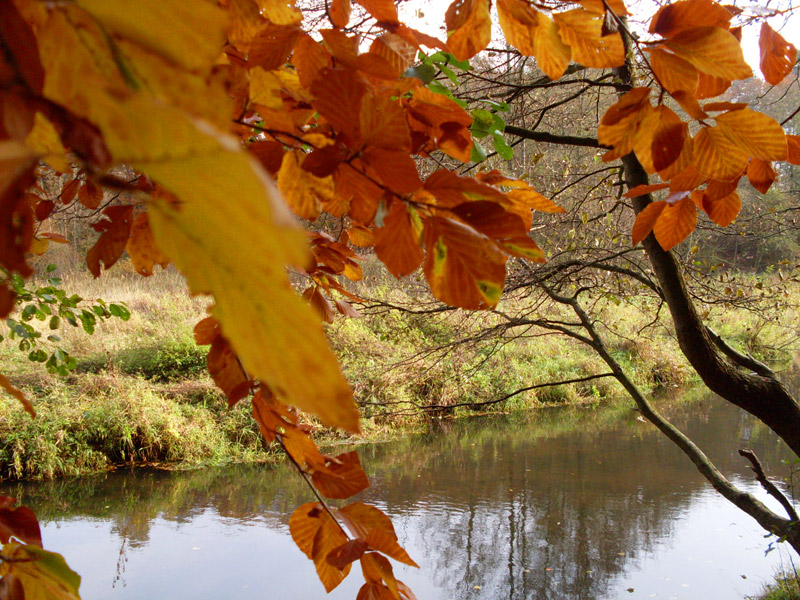 Herbstlaub am Fluss
