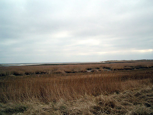 Schilff am Meeresstrand