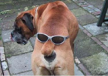 Funny  Photos on Bilder     Witzige Bilder Mit Hunden     Funny Pics With Dogs