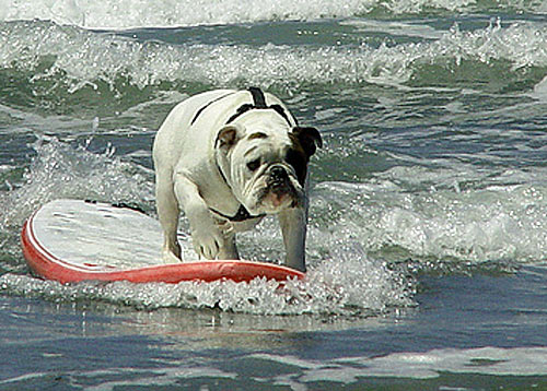 Bulldogge beim Surfen Bulldogge beim Surfen