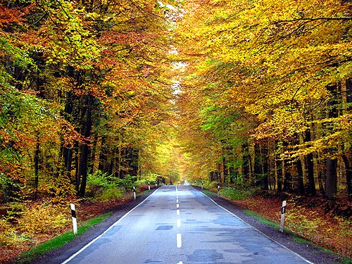 Sachsenwald Strasse im Herbst Herbstbilder