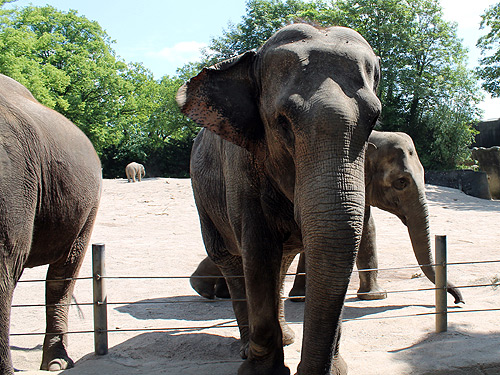 Elefant | Bilder Blog