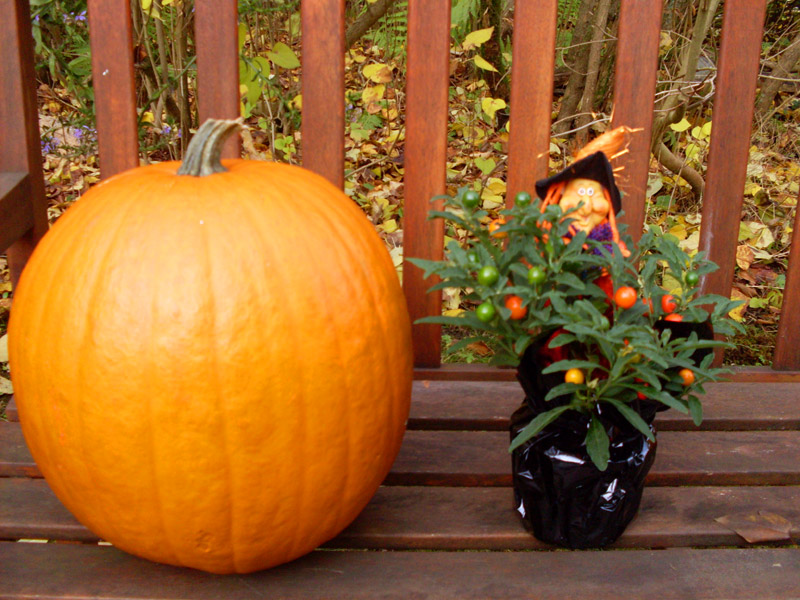 Kuerbis mit Hexe Halloween Bilder Herbst