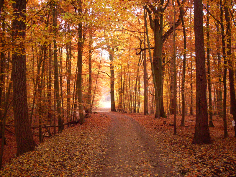 Herbstwald - Herbst Bilder