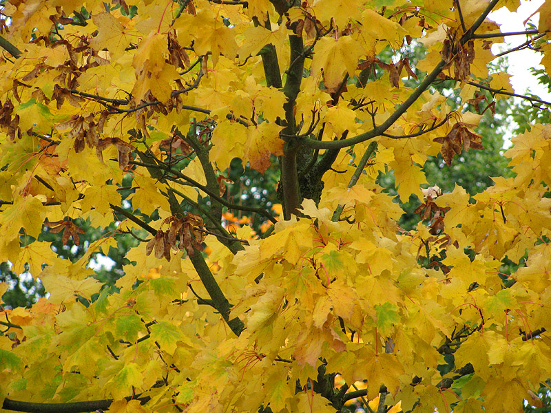 Herbstlaub Ahorn