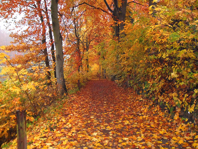 Herbstblaetter - Herbstlaub Bilder