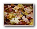 Herbstblaetter - Herbst Bilder Wald