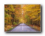 Strasse im Herbst durch Sachsenwald