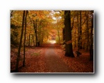 Herbst Bilder Wald - Herbstlaub