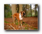 Hund im Herbstwald Herbst Bilder