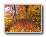 Herbstblaetter - Herbstlaub Bilder