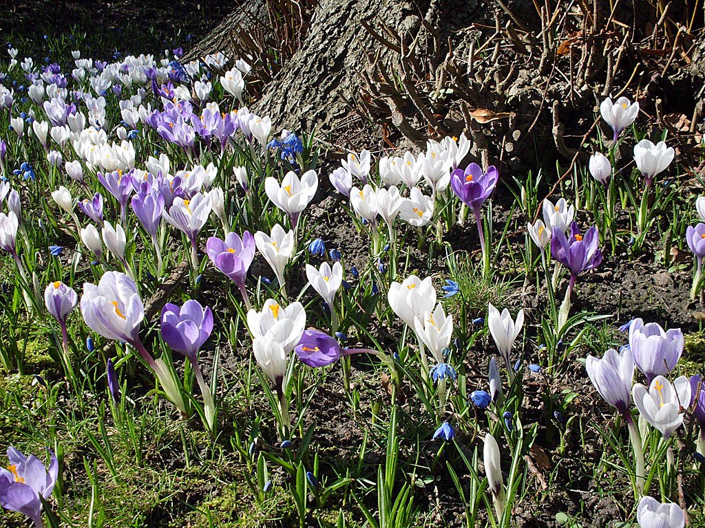 Frühling Blumen