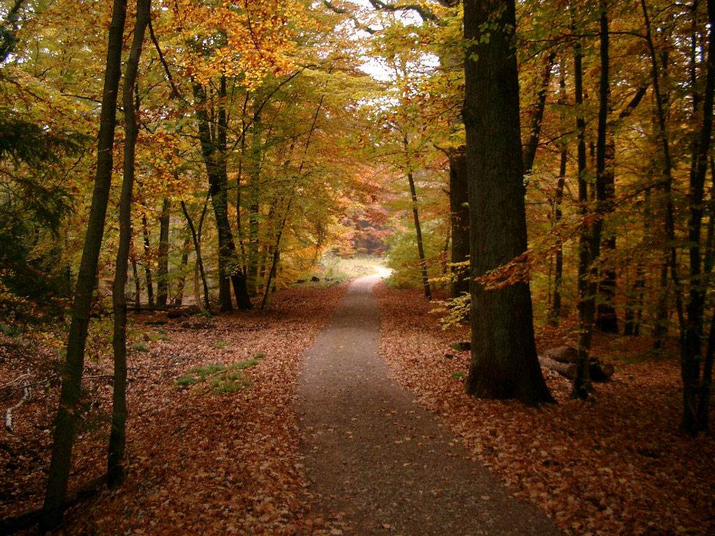 Herbst Hintergrundbilder Wallpaper Kostenlos