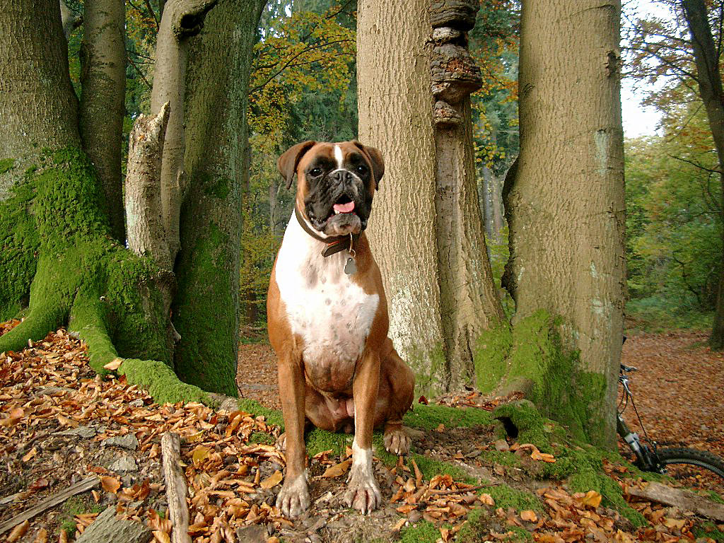 Hund-Boxer - Hintergrundbild