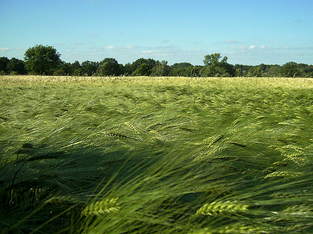 Kornfeld - Hintergrundbild