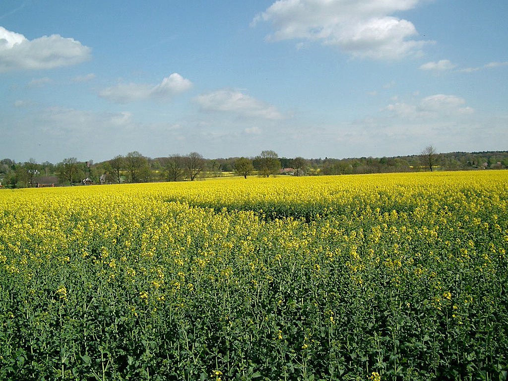Raps - Hintergrundbild