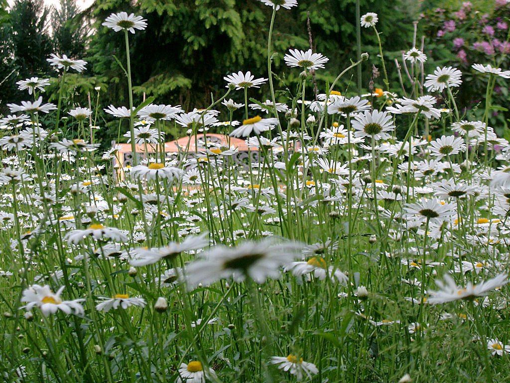 hintergrundbilder Sommer