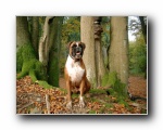 Hund-Boxer