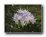Krokusse