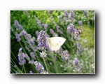 Lavendel-Schmetterling