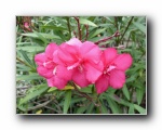 Oleander
