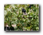 Rotwein