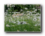 Sommer
