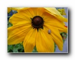 Sonnenblume