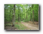 Wald