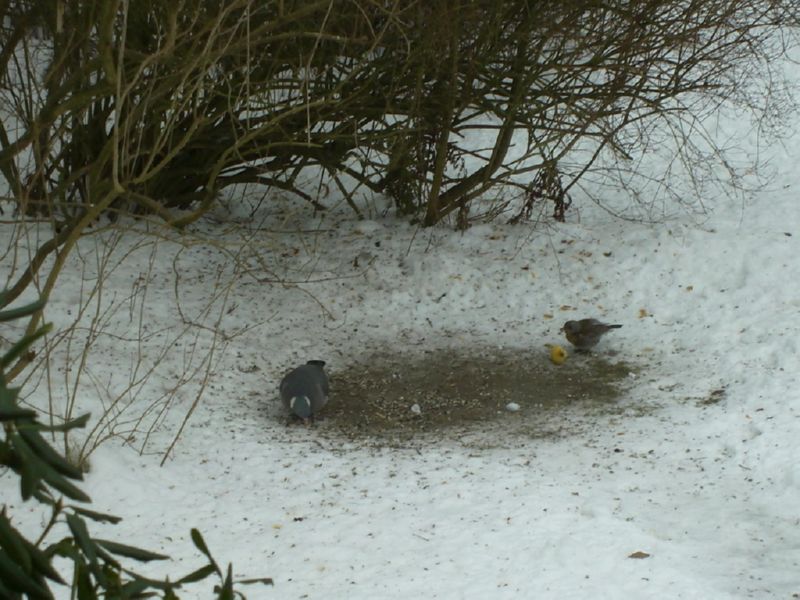 Winter Futterstelle fuer Vögel - Winterbilder Hamburg