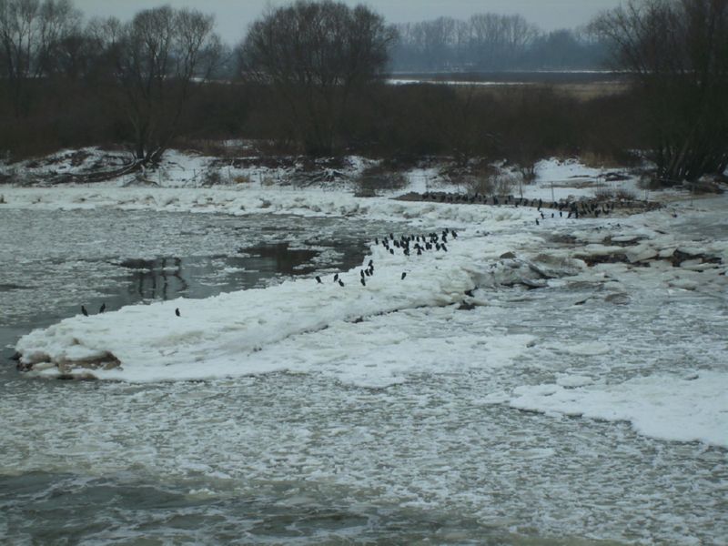 Kormorane an der Oberelbe unterhalb der Staustufe Geesthacht - Winterbilder Hamburg