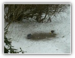 Winter Futterstelle fuer Vögel