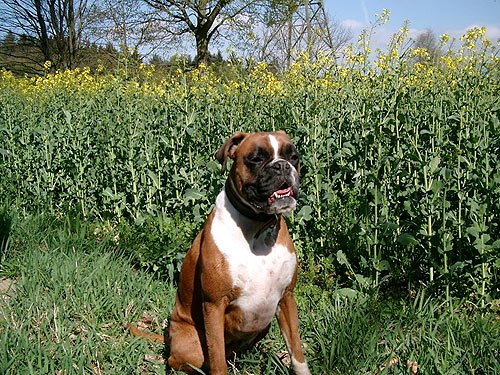 Boxer vor Rapsfeld