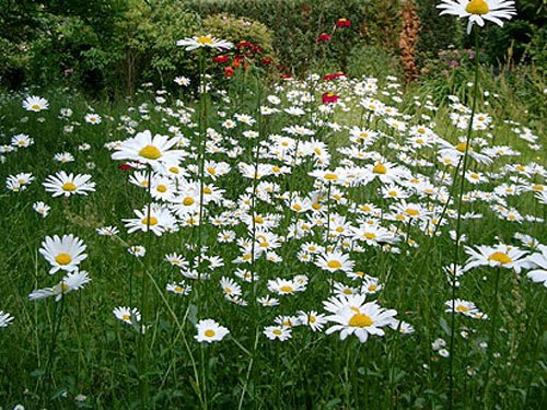 Bluehende Margeriten