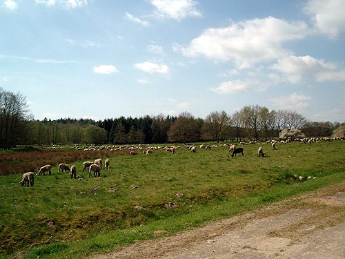 Schafherde beim weiden