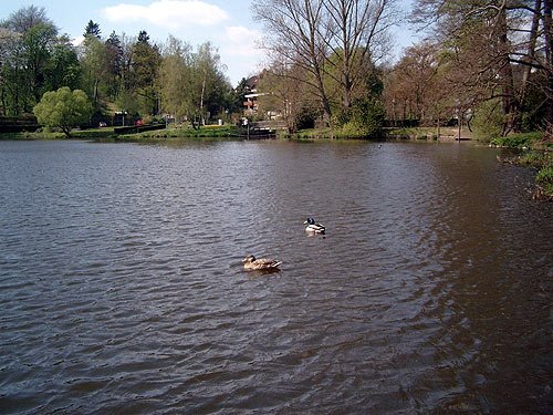 Enten im Wasser