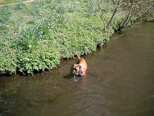 Hund geht ins Wasser