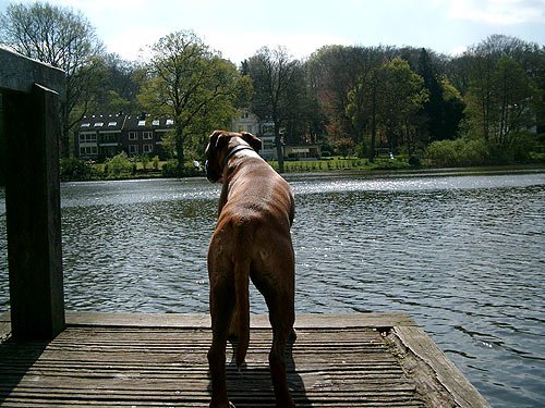Boxer auf Holzsteg am See