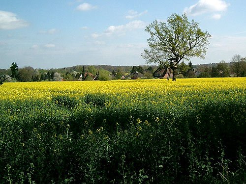 Rapsfeld im Fruehling - bluehender Raps