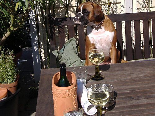 Boxer beim Weintrinken