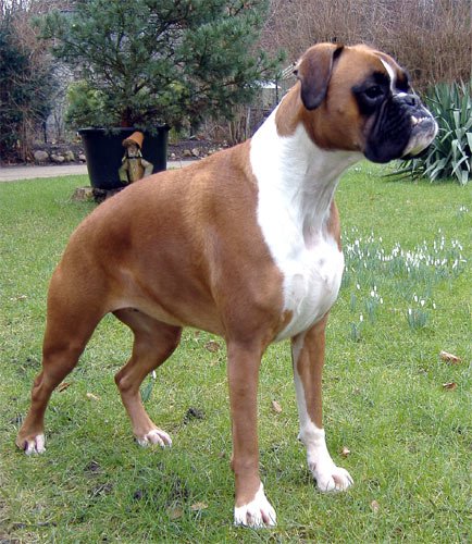 deutscher-boxer-18-04-02.jpg
