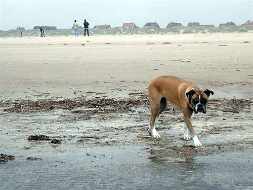 Dänemark - Fanoe am Strand