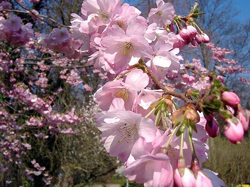 Japanische Kirschbluete sakura