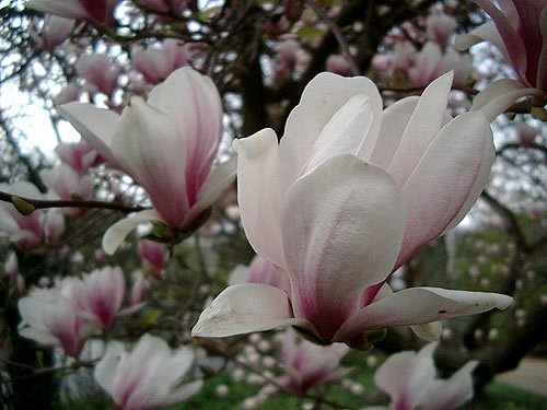 magnolien-bluete-17-04.jpg