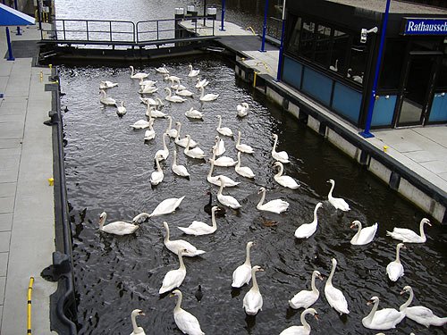 Alster Schwaene in Hamburg im Fleet