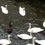 Schwaene - Hamburg Alster