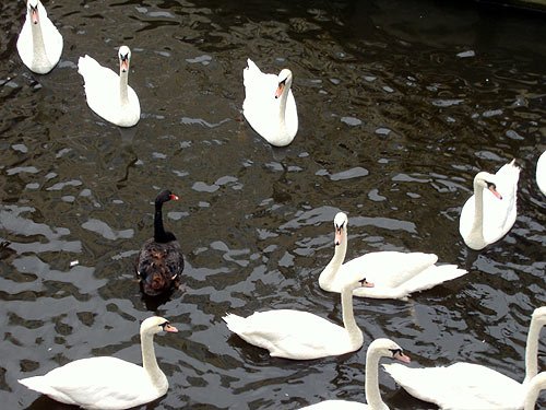 Schwaene – Hamburg Alster