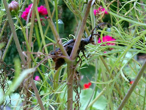Seltener Kaefer – Insekten Fotos