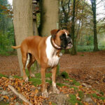 Deutscher Boxer - Hundebilder - Dog pics